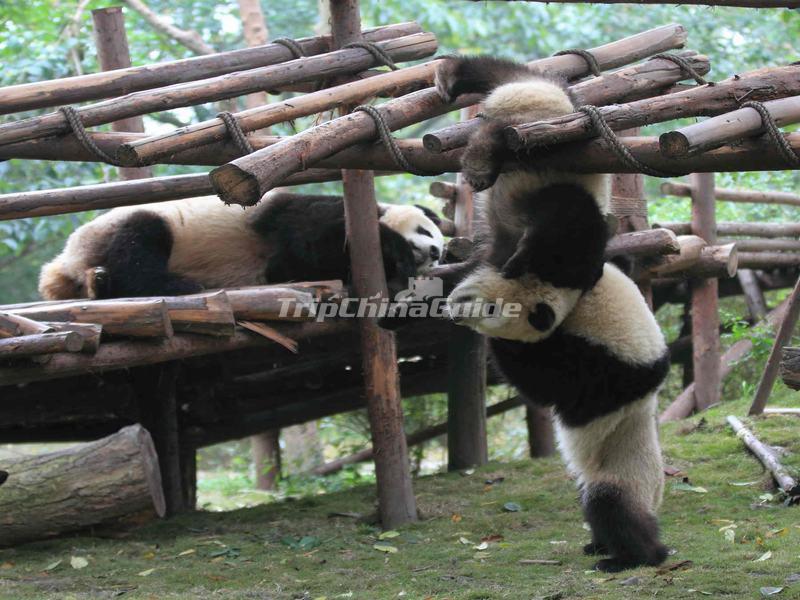 Pandas Are Playing in Chengdu Panda Base